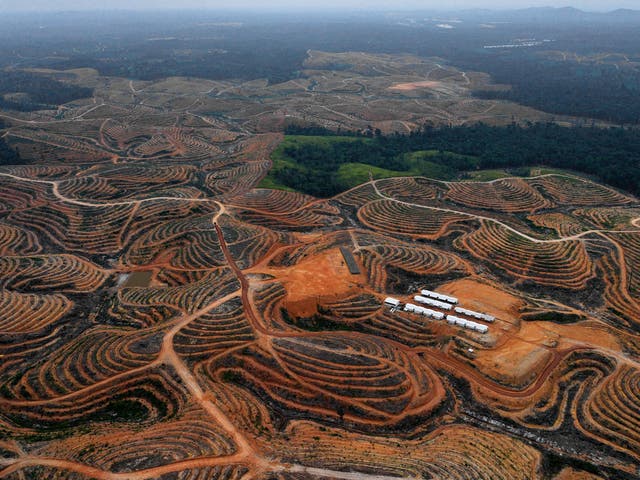 Photograph taken 24 February 2014 during an aerial survey mission by Greenpeace at East Kotawaringin district in Central Kalimantan province, Borneo Island, Indonesia, shows cleared trees in a forest located in the concession of Karya Makmur Abadi which was being developed for a palm oil plantation (Bay Ismoyo /