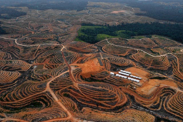 Photograph taken 24 February 2014 during an aerial survey mission by Greenpeace at East Kotawaringin district in Central Kalimantan province, Borneo Island, Indonesia, shows cleared trees in a forest located in the concession of Karya Makmur Abadi which was being developed for a palm oil plantation (Bay Ismoyo /