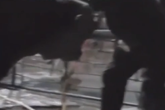 Footage shows cow with a tube up its nose at slaughterhouse in China