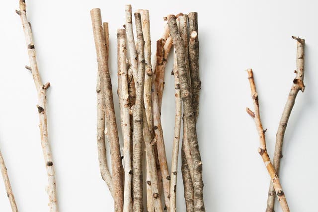 'Decorative Birch Bundle'