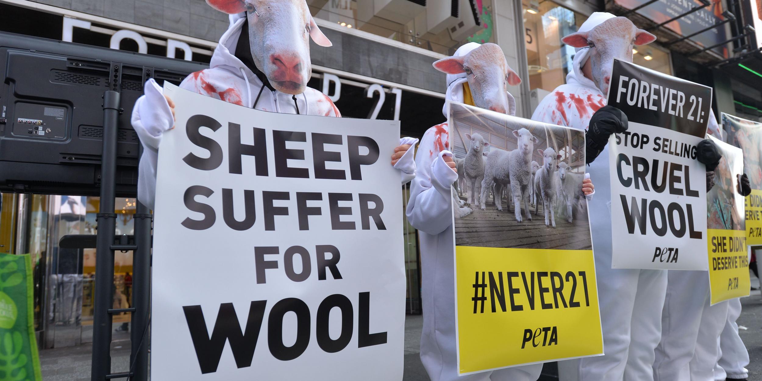 Vegan protesters say we should choose ‘cruelty-free’ products instead of wool and even want the village of Wool to change its name