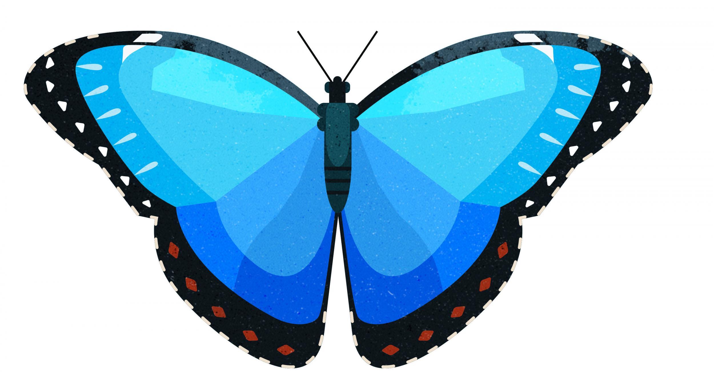 A common blue morpho butterfly