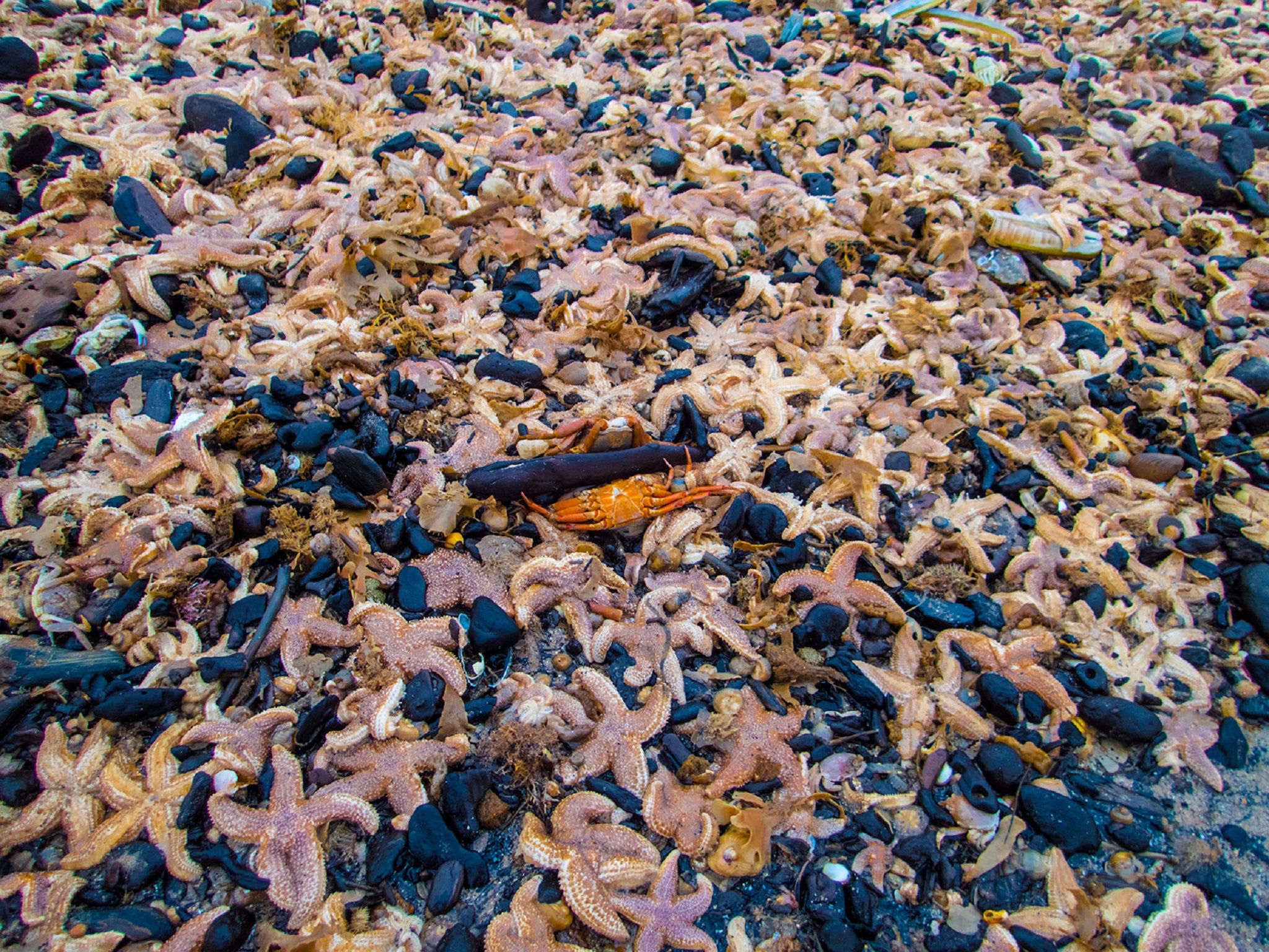 Tens of thousands of starfish washed up on on the beach at Mablethorpe, Lincolnshire, after stormy weather.