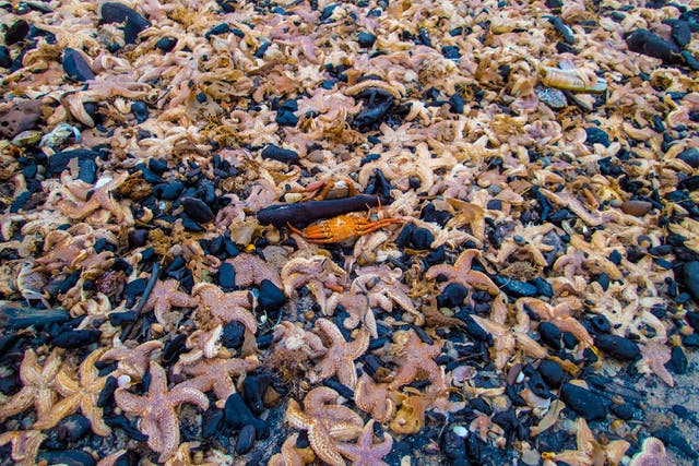 Tens of thousands of starfish washed up on on the beach at Mablethorpe, Lincolnshire, after stormy weather.
