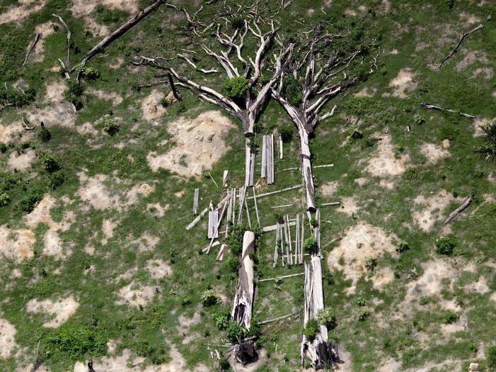 Fallen trees in northern Brazil