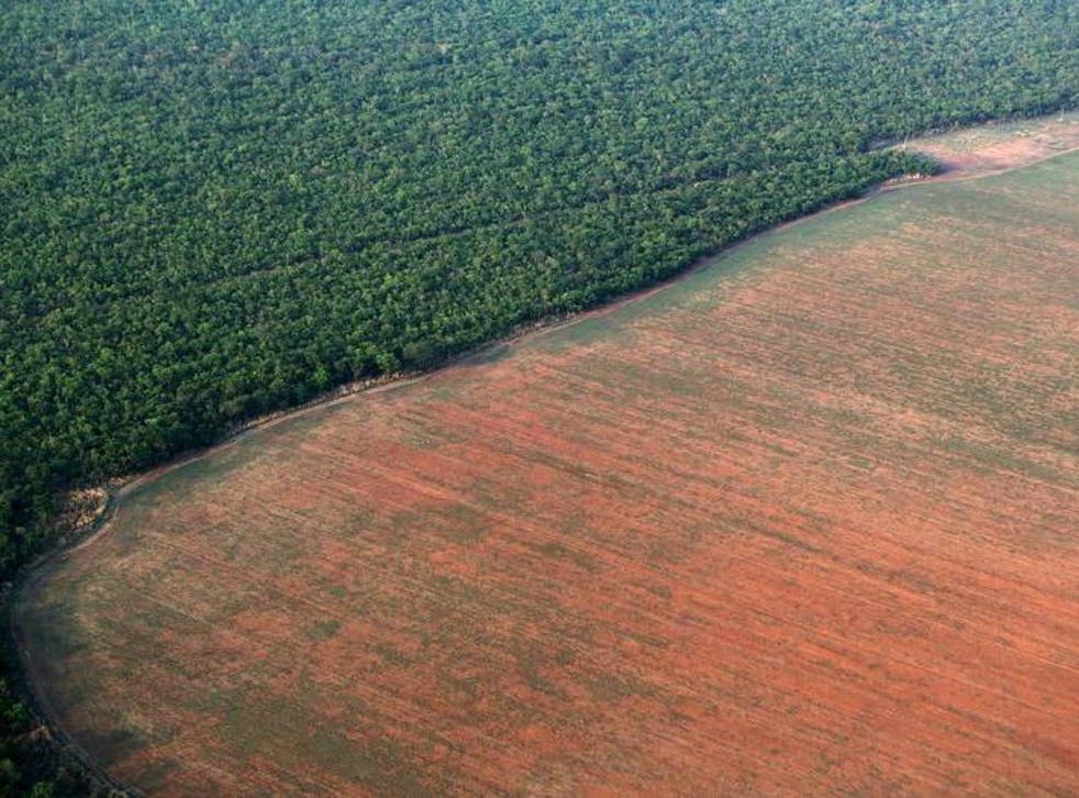 The Amazon rainforest is bordered by deforested land, prepared for agriculture