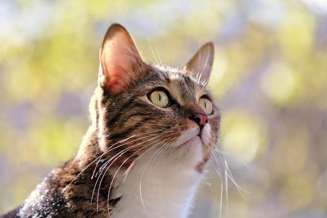 Sussex Police are investigating seven reports of attacks on cats
