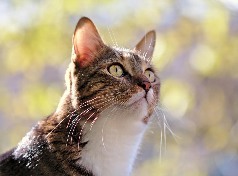 Researchers studied 561 people's reactions to cat and dog sounds