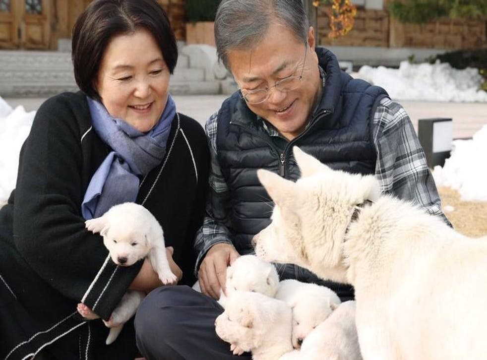 Pup Of Peace Dog Given As Present By Kim Jong Un Gives Birth In South Korea The Independent The Independent