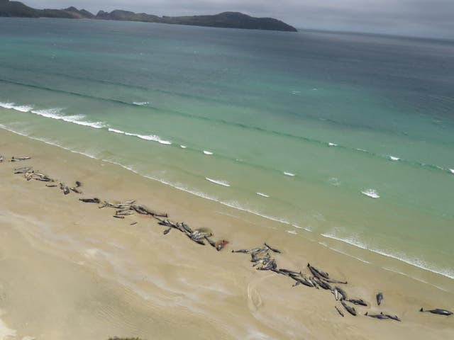 Up to 145 whales have died after becoming stranded on a beach at New Zealand's Stewart Island