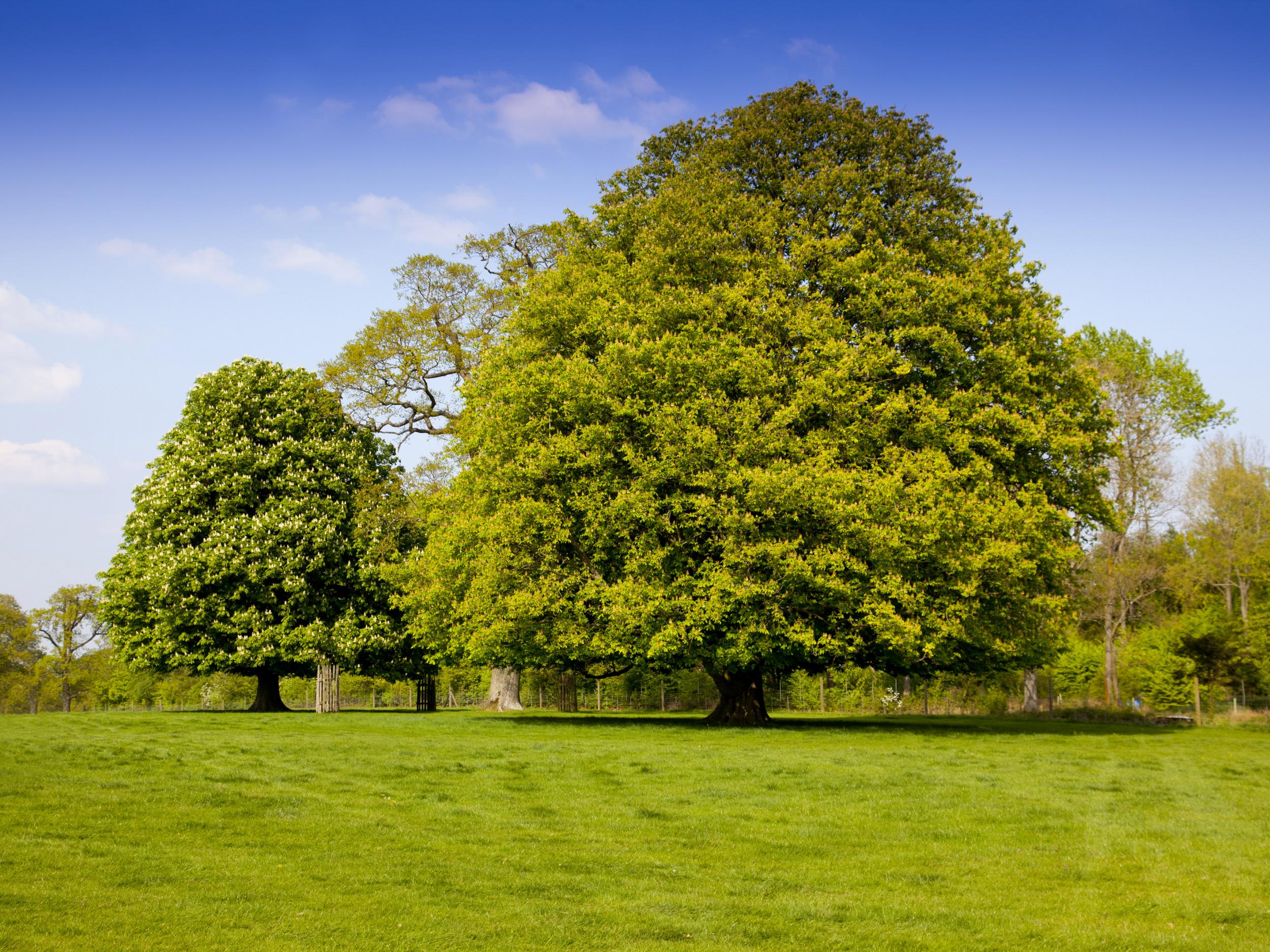 The survey found six in 10 people can’t identify a maple leaf or recognise the leaves of an oak tree