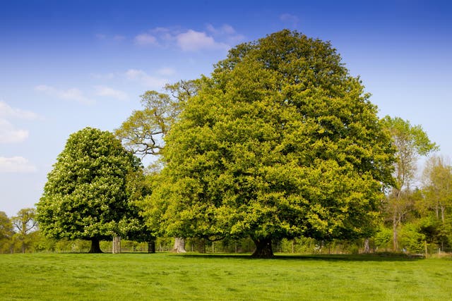 The survey found six in 10 people can’t identify a maple leaf or recognise the leaves of an oak tree