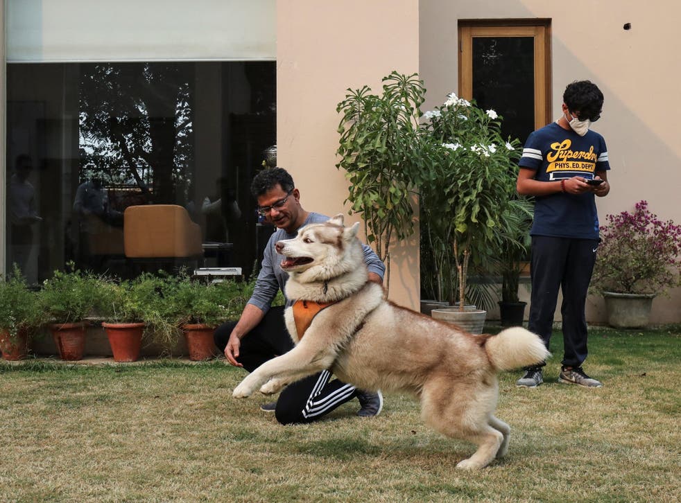 A husky, the same breed as Sinatra the runaway dog, plays at a luxury pet resort in India