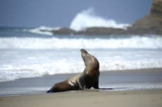 13 sea lions decapitated and shot dead found near Seattle recently