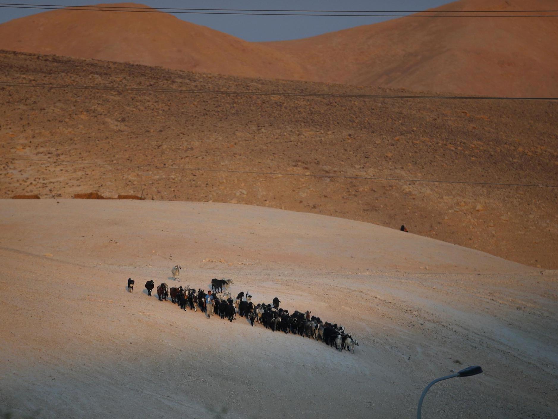 A Bedouin Palestinian shepherd tends to his herd on a hill near the village of Khan al-Ahmar