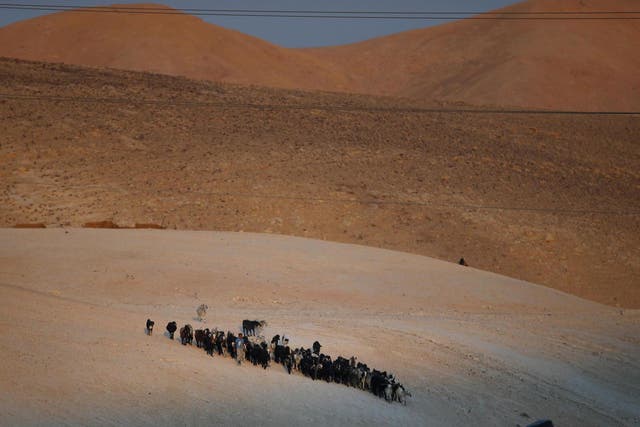A Bedouin Palestinian shepherd tends to his herd on a hill near the village of Khan al-Ahmar