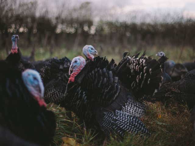 Find out what gives your turkey meat choice its distinctive flavour