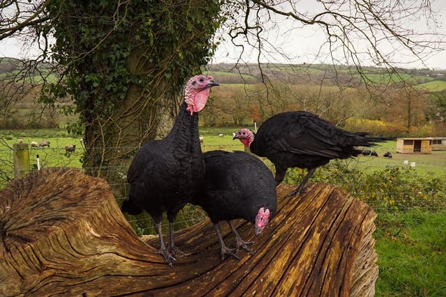 A staggering 90 per cent of the UK’s turkeys are now intensively farmed, unlike these birds from Wonnacott farm, Devon