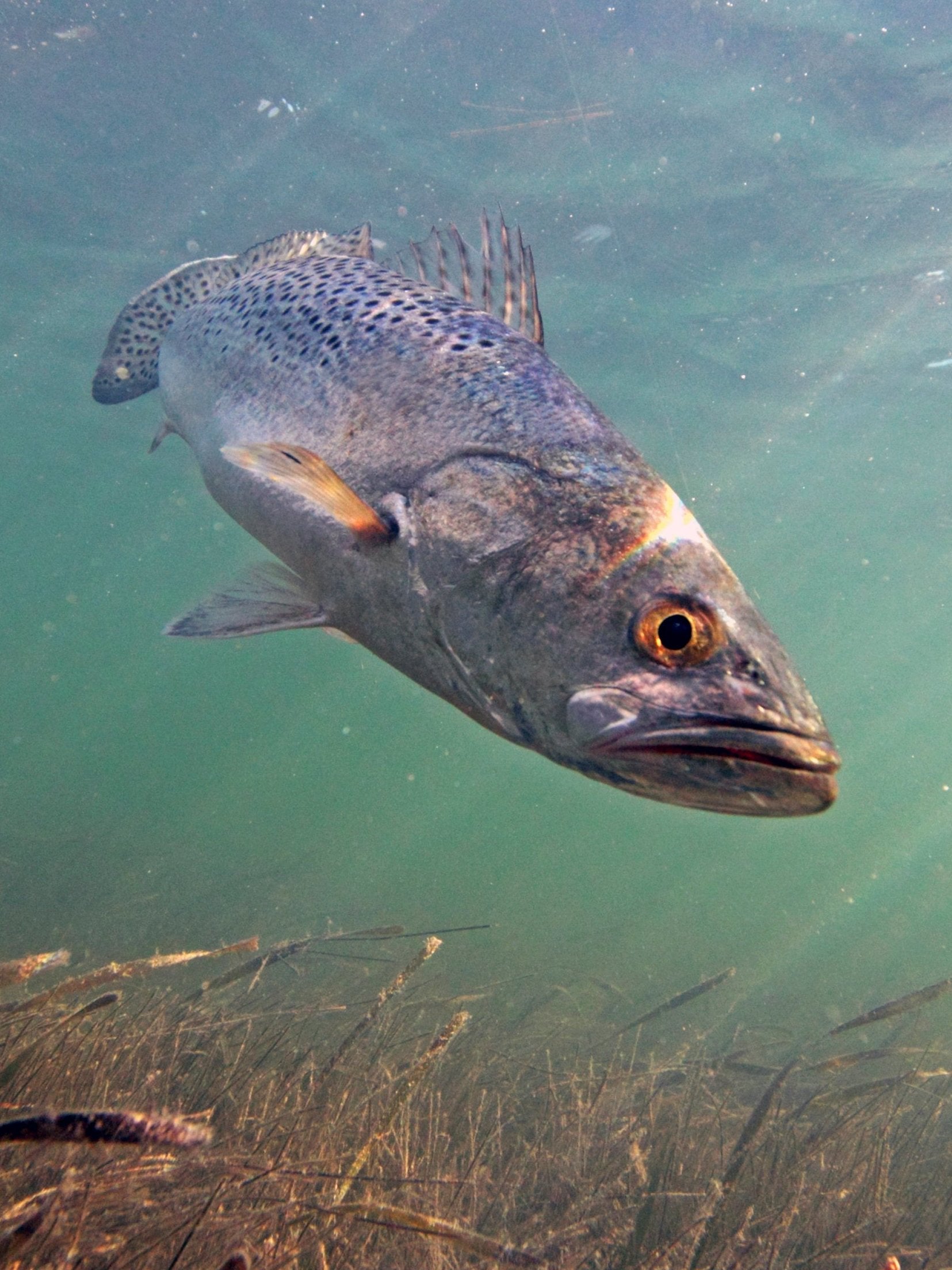 The spotted sea trouts’ urge to spawn was more powerful than a Category 4 storm (Evan D’Alessandro/University of Miami)