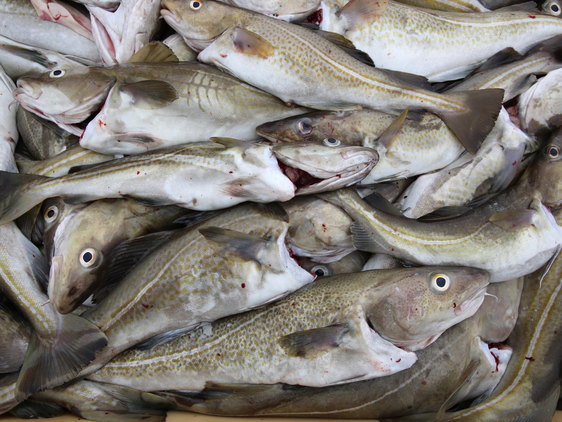 Study is based on three decades of data from fish and seawater from the Gulf of Maine (cod, stock image)