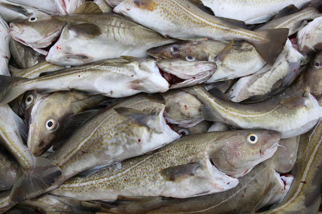 Study is based on three decades of data from fish and seawater from the Gulf of Maine (cod, stock image)