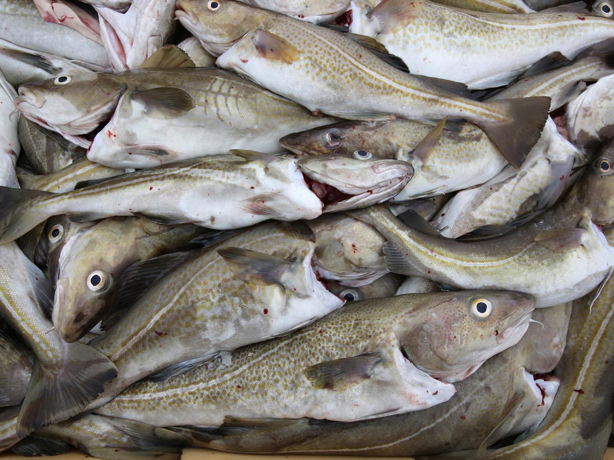 Cod could be back off the menu after recent recovery as climate change warms oceans