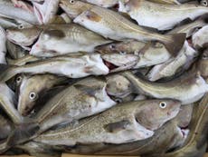 Climate change could cause toxic mercury to accumulate in seafood