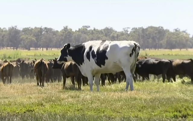 Pictured: Knickers the steer is too big to go to an abattoir and is destined to live happily ever after