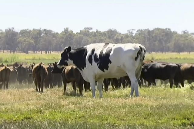 Pictured: Knickers the steer is too big to go to an abattoir and is destined to live happily ever after