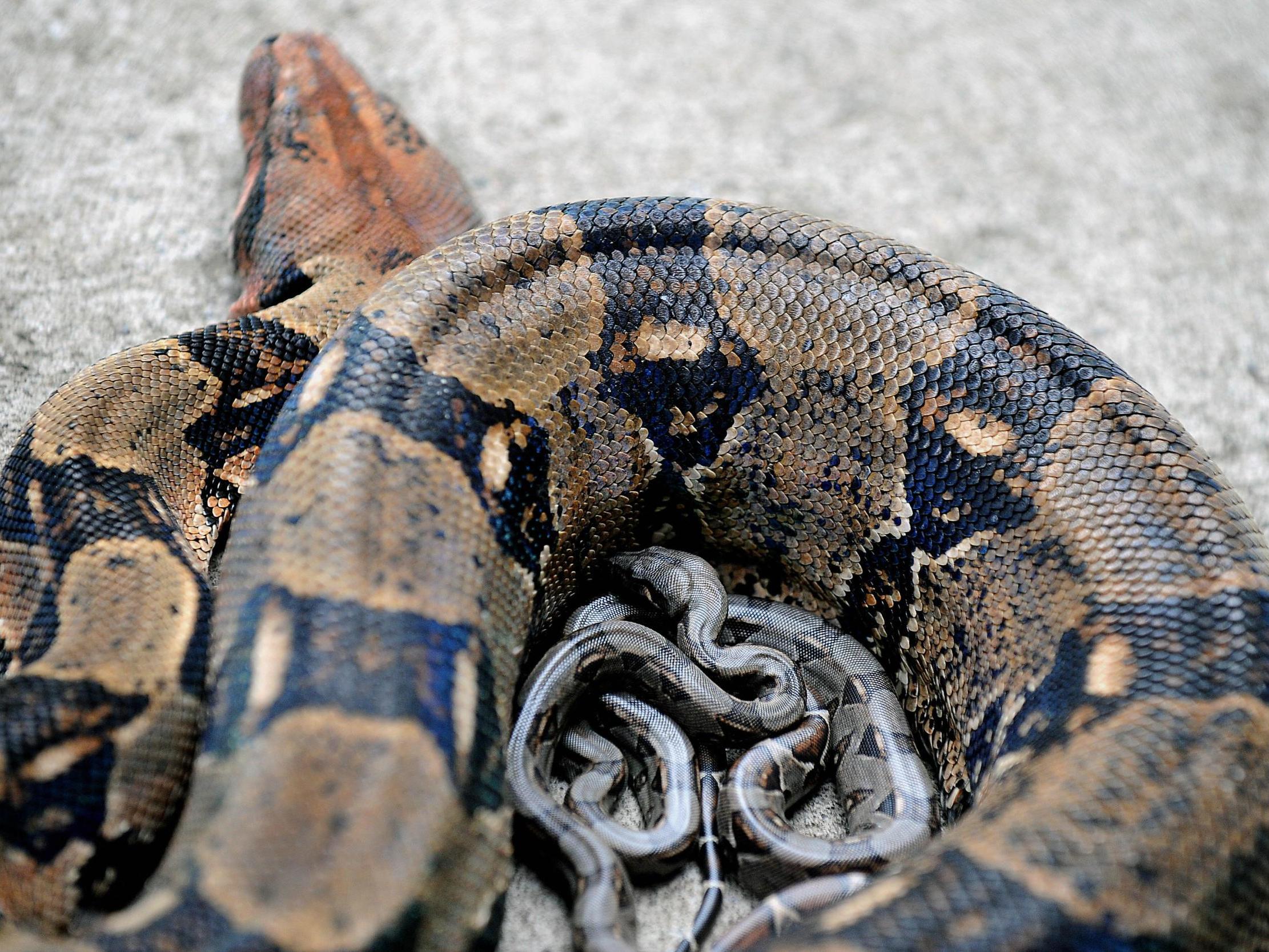 constrictor snakes in england