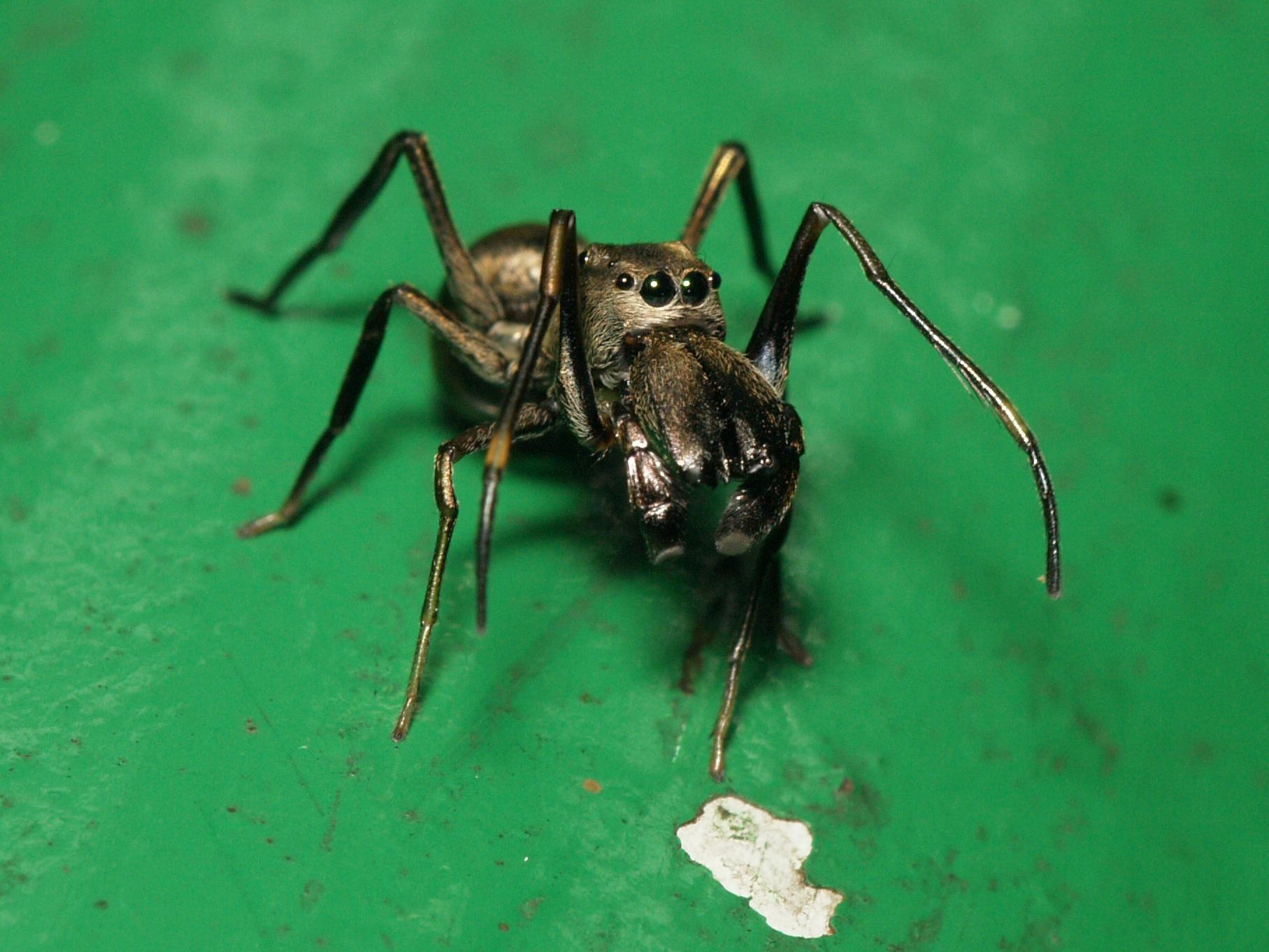 Female Toxeus magnus jumping spiders provide their young with a nutritious fluid to help them develop