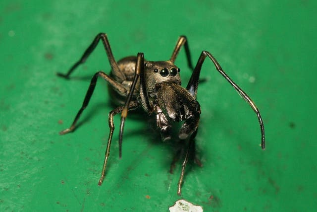 Female Toxeus magnus jumping spiders provide their young with a nutritious fluid to help them develop