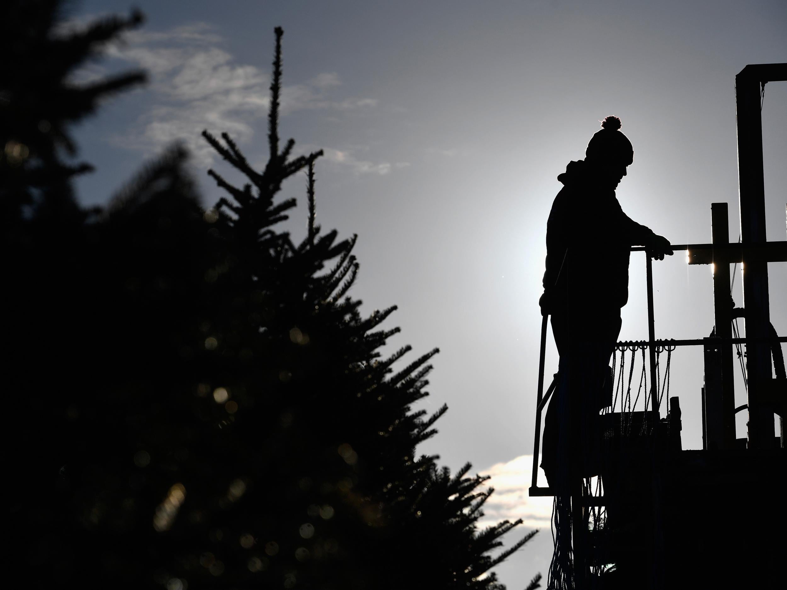 christmas tree growers