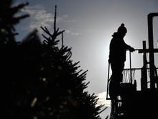 A third of British Christmas tree crops wiped out by heatwaves