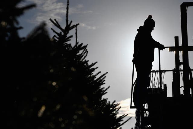 Christmas tree growers are having to plant their crops in autumn in order to prepare for heatwaves