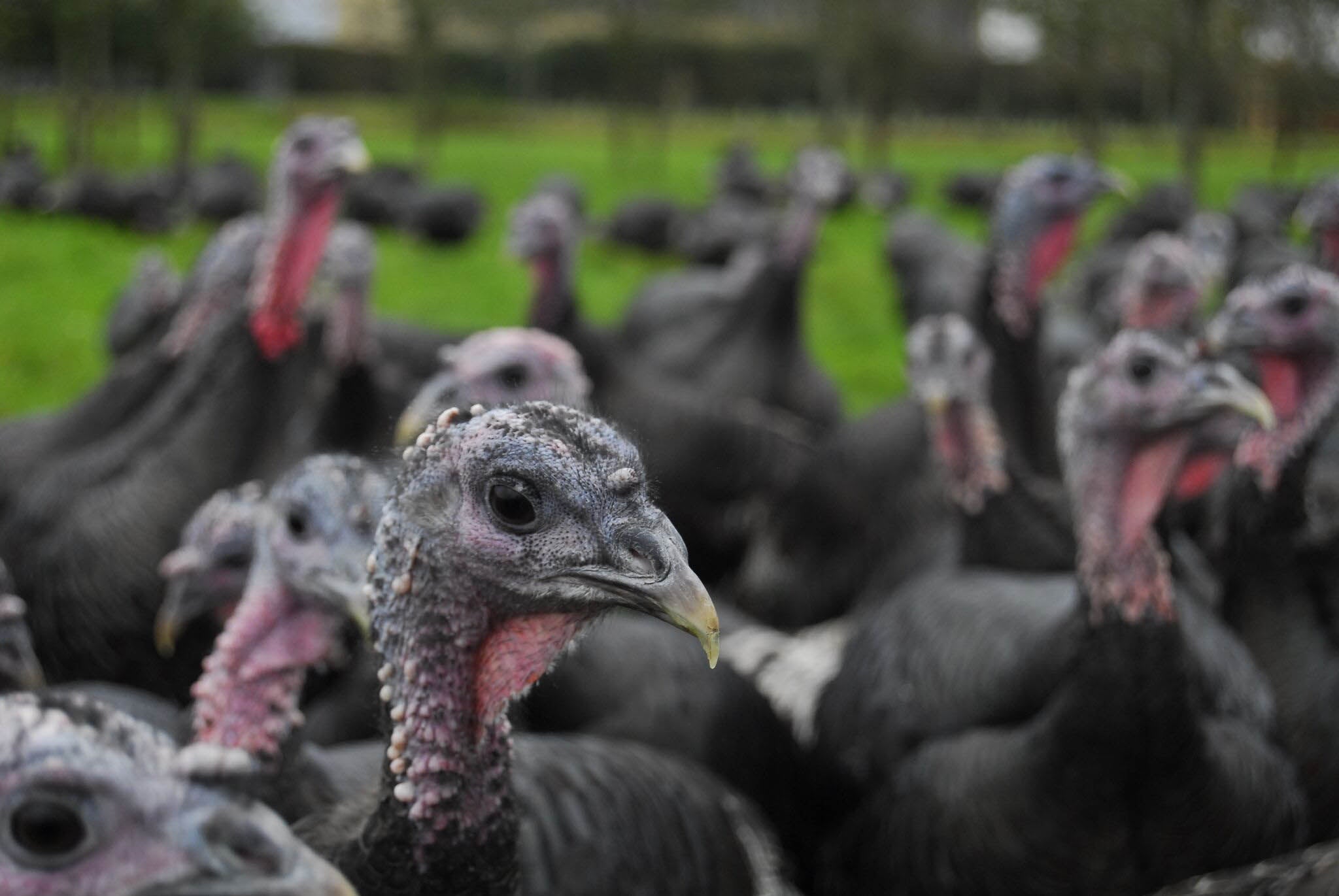 <p>At Daylesford the whole process, from hatching to slaughter, happens on site</p>