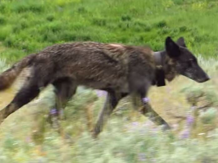 Wolf 926F, who was also known as Spitfire