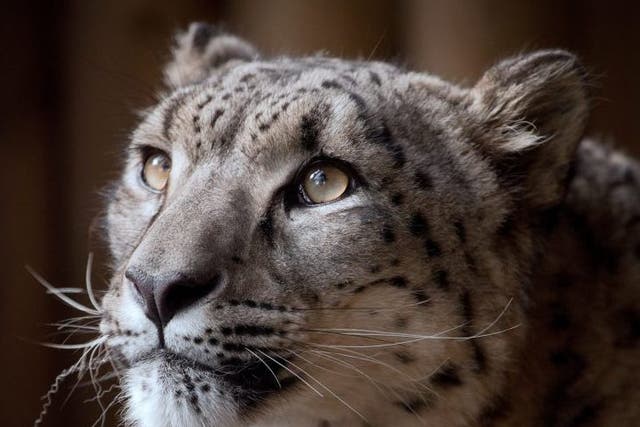 Margaash was an eight-year-old leopard