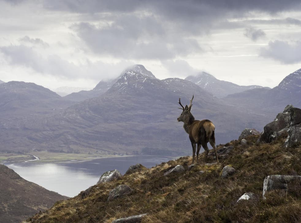 Stag in Scottish Highlands