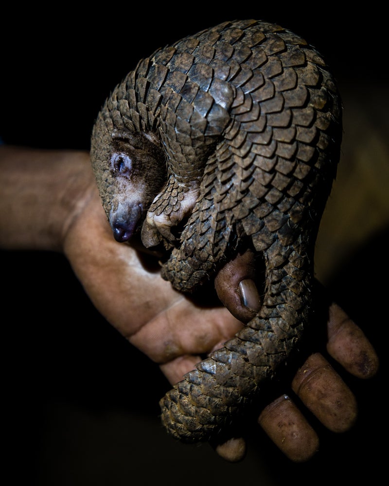 Pangolins are small, scaly anteaters (Neil D’Cruze )