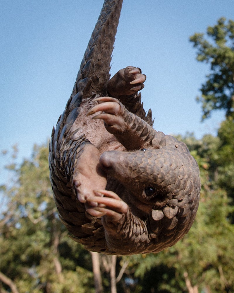 Pangolins, native to Asia and Africa, are being driven to extinction (Neil D’Cruze )