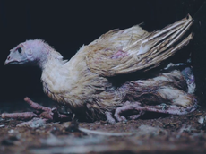 'Horrifically deformed' turkeys found at factory farm run by supplier to major UK supermarkets