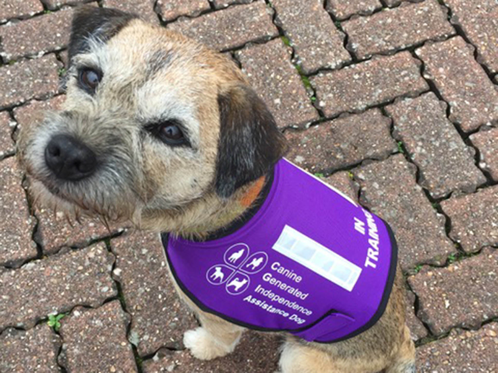 Jack (pictured) has helped his owner Vanessa to live with complex illnesses and find a sense of self, companionship and stability