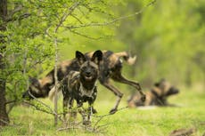 Experience Dynasties’ painted wolves in the flesh on a Zimbabwe trip