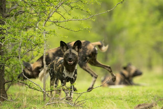 Painted wolves are under threat