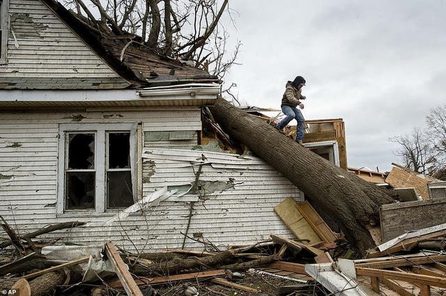 A man descends the trunk of a tree that has destroyed an Illinois house after a tornado knocked it down.