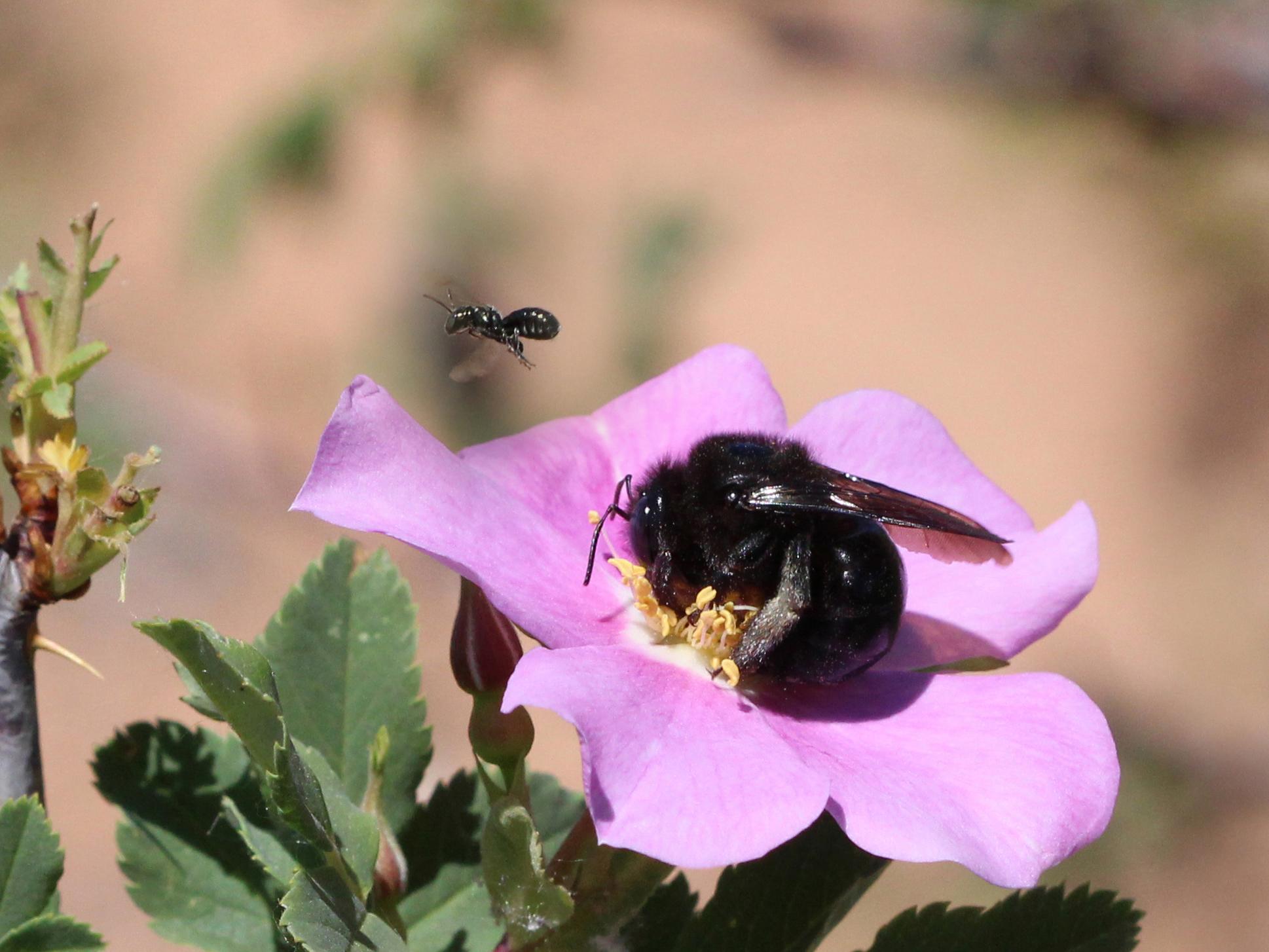 Two species of carpenter bees visiting a wild rose in Utah's Grand Staircase-Escalante National Monument
