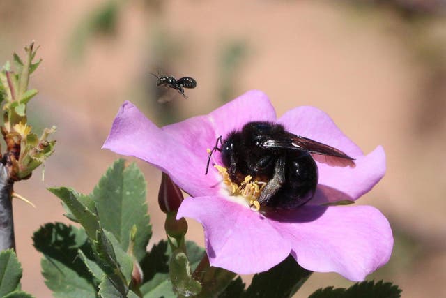 Two species of carpenter bees visiting a wild rose in Utah's Grand Staircase-Escalante National Monument