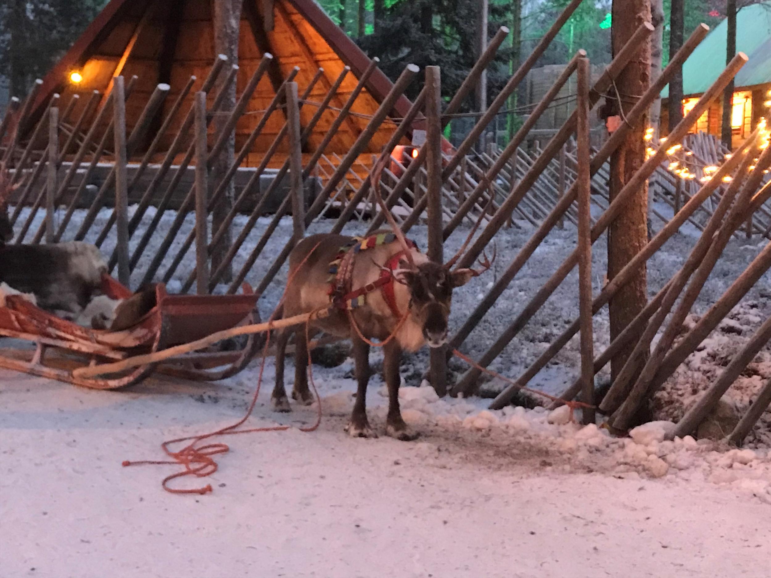 A reindeer waits on last year’s stored snow