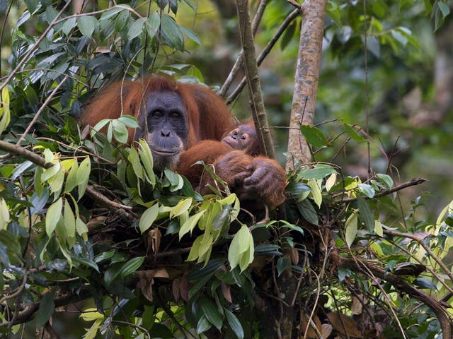 Palm oil harvesting has been linked to the extermination of orang-utans in Indonesia